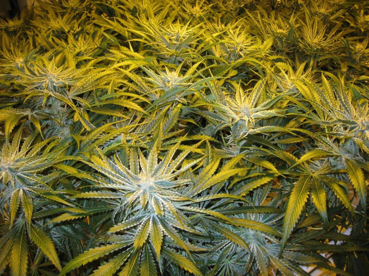 40days Alien Grapevine1