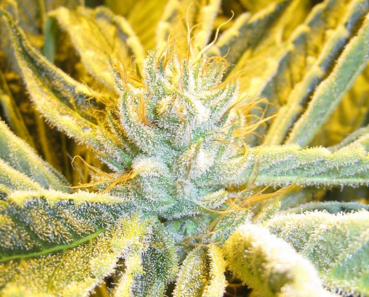 40days Alien Grapevine2