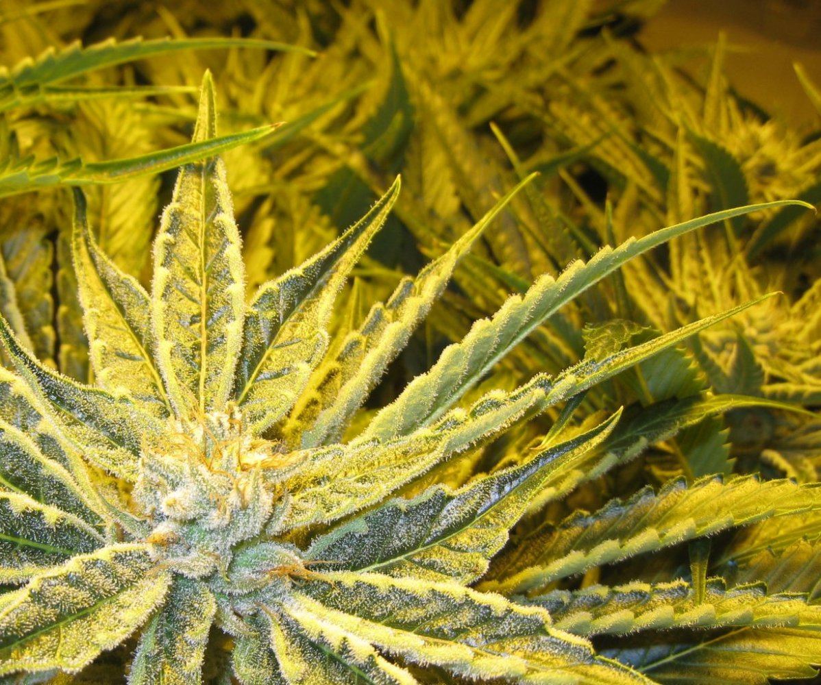 40days Alien Grapevine3