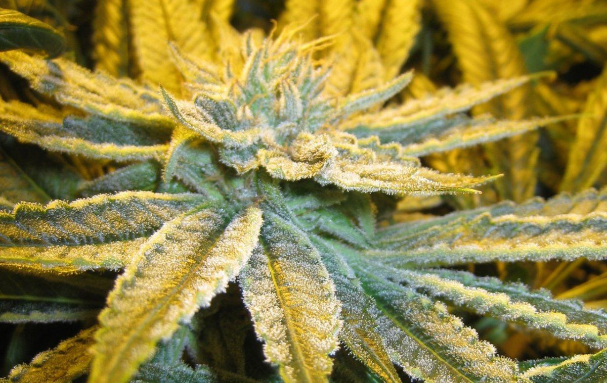 40days Alien Grapevine4