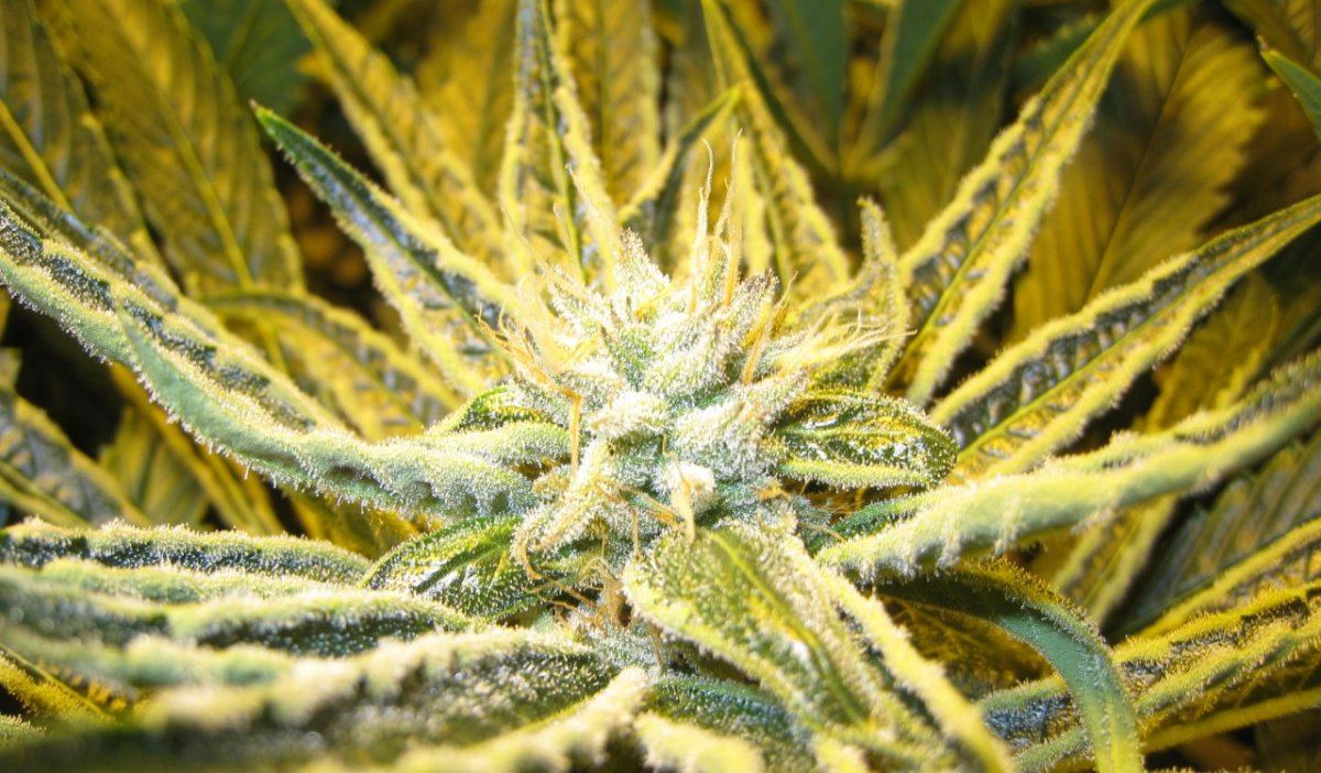 40days Alien Grapevine5