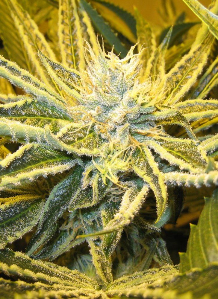 40days Alien Grapevine6