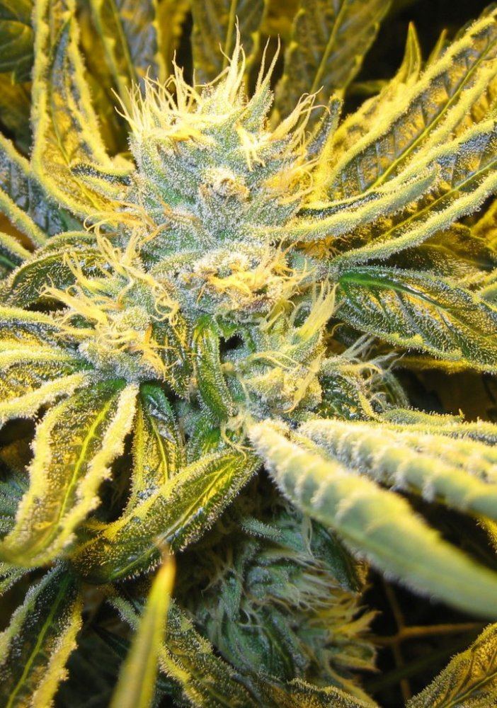 40days Alien Grapevine7