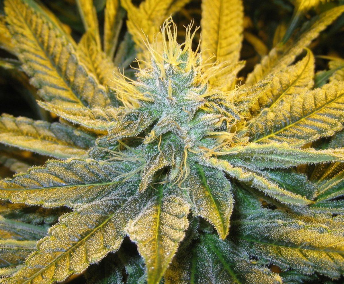 40days Alien Grapevine8