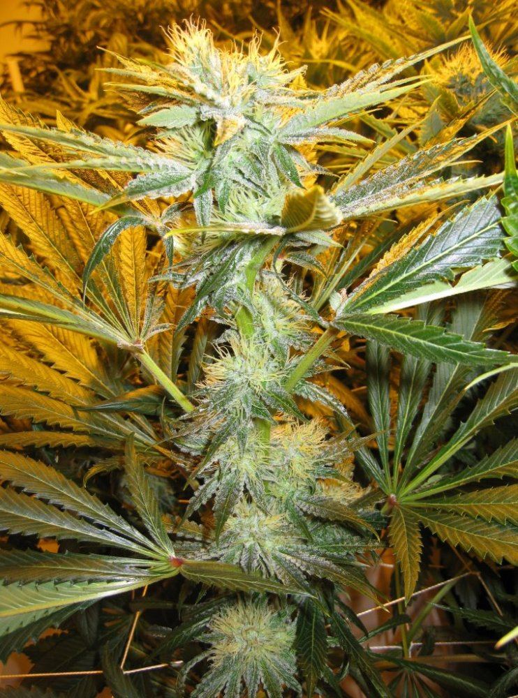 40days WiFi Alien1