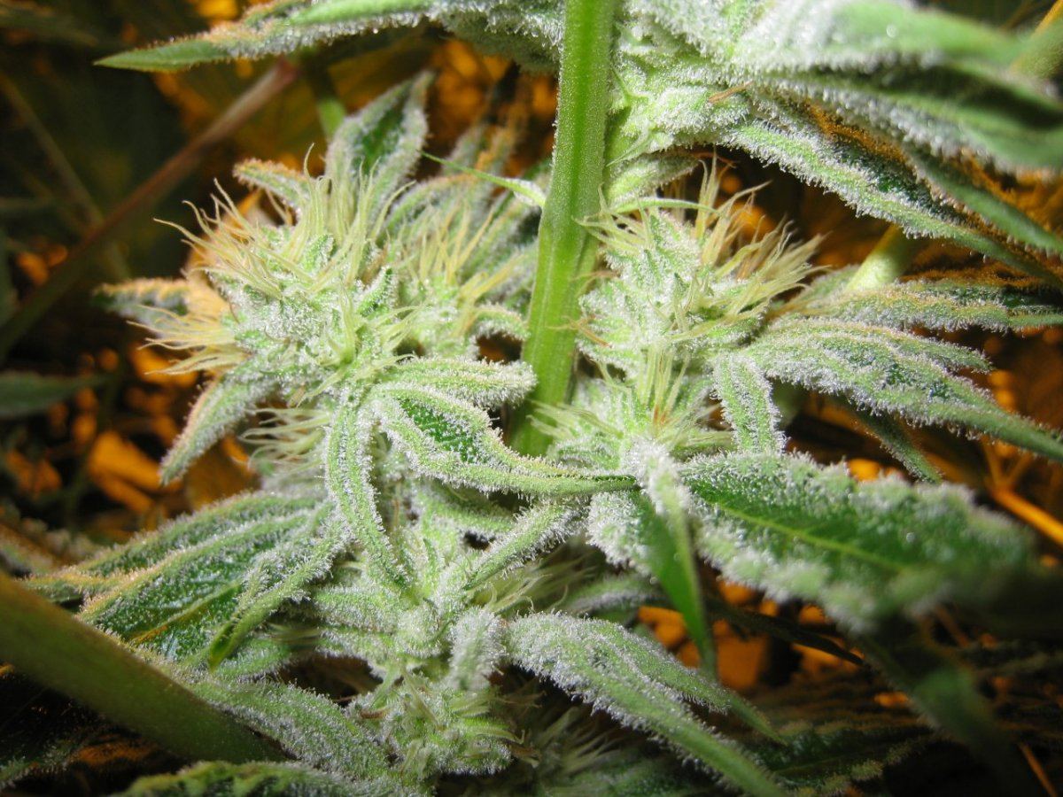 40days WiFi Alien2