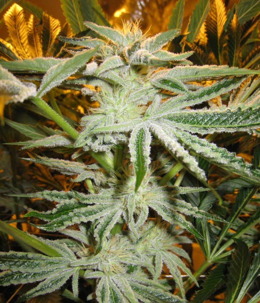 40days WiFi Alien3