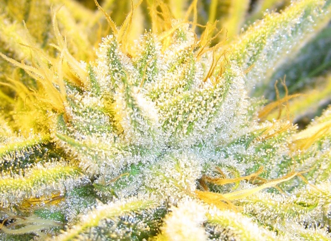 40days WiFi Alien4
