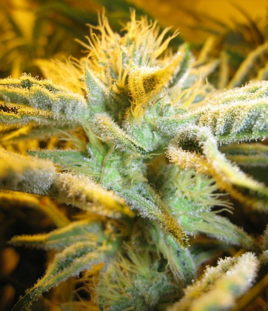 40days WiFi Alien5