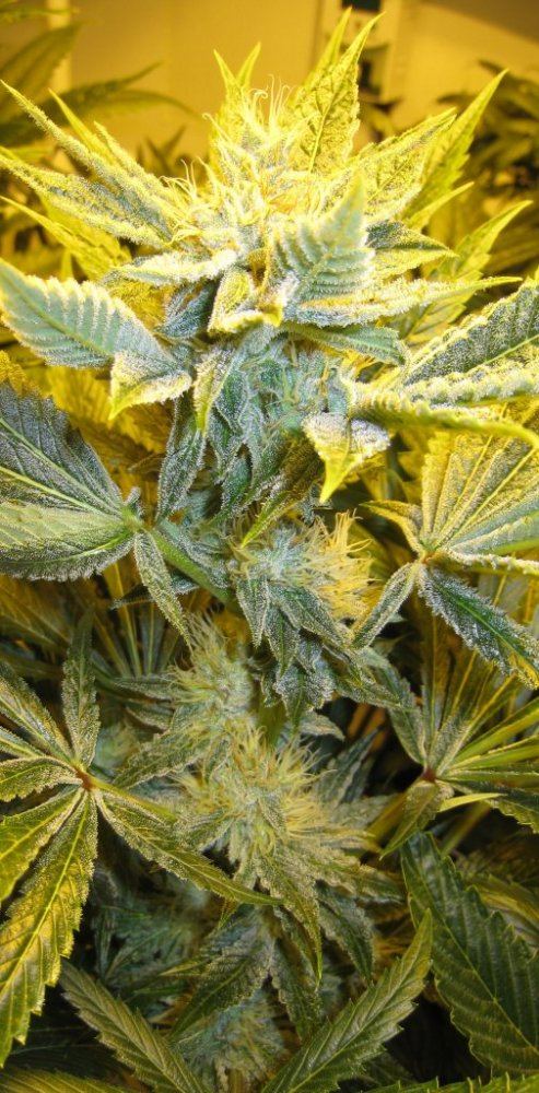 40days WiFi Alien6