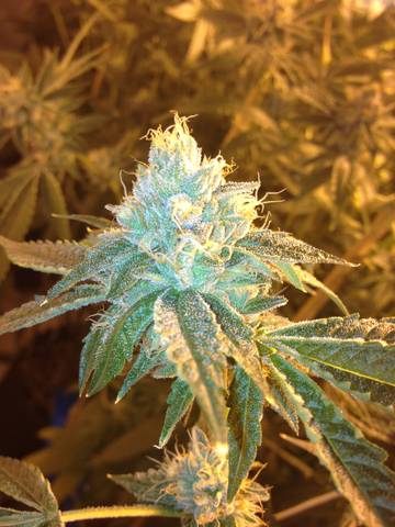 40daysfv