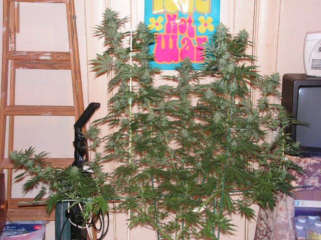 41day20trainwreck