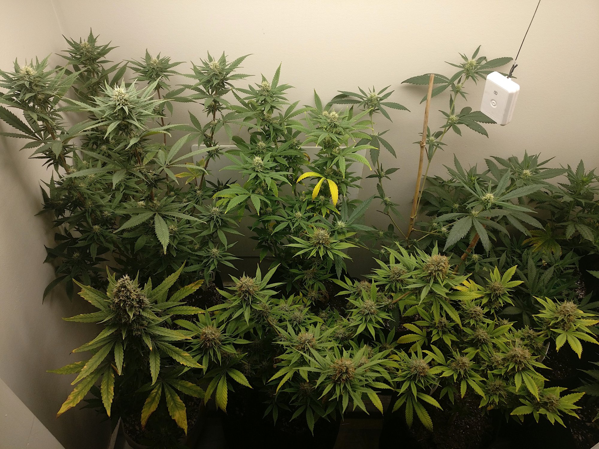 41leftflower