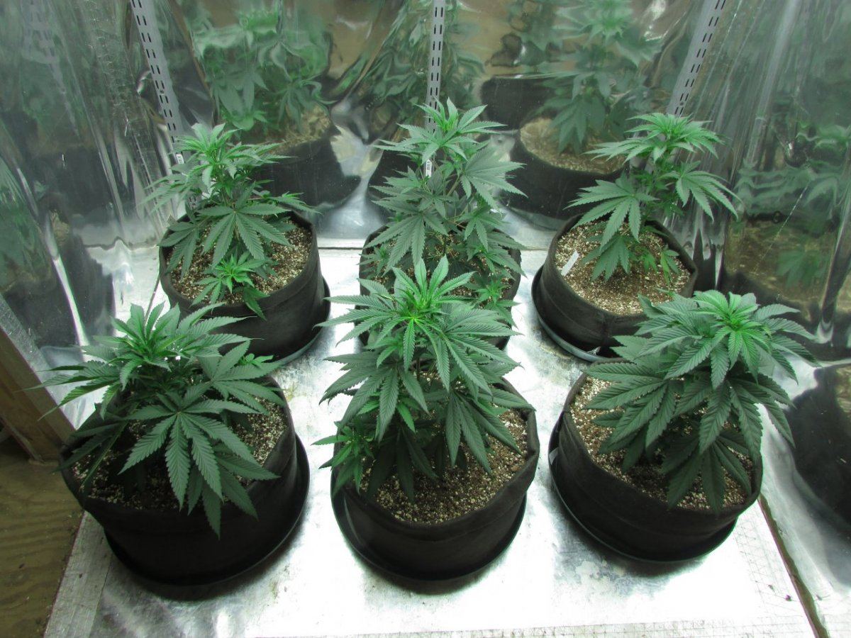 420 is nigh 023