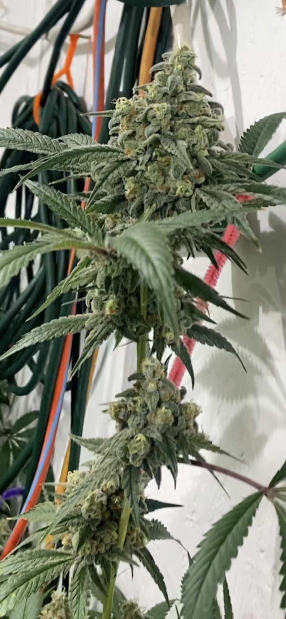 4209E421 819E 457C 8DE9 0DFBDA56056F