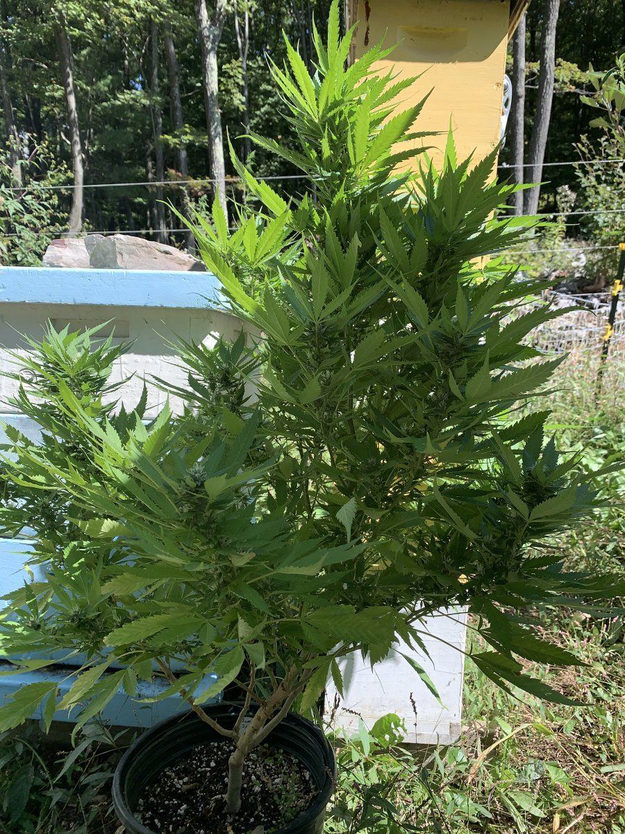 420AC884 E382 4388 8798 D1D3B0A2A63E
