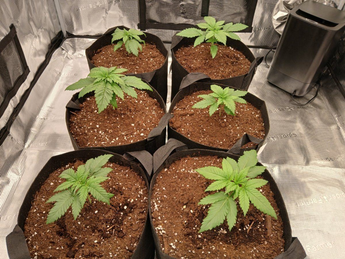 420captain first grow how are they doing 3