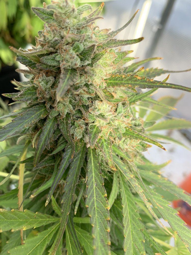 420EF662 2AA7 488E 9DA0 1ACCDA87CCEC