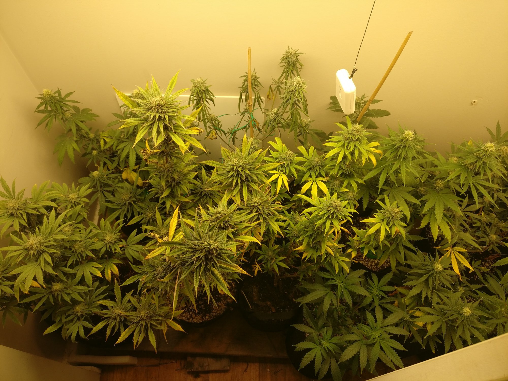 421leftflower