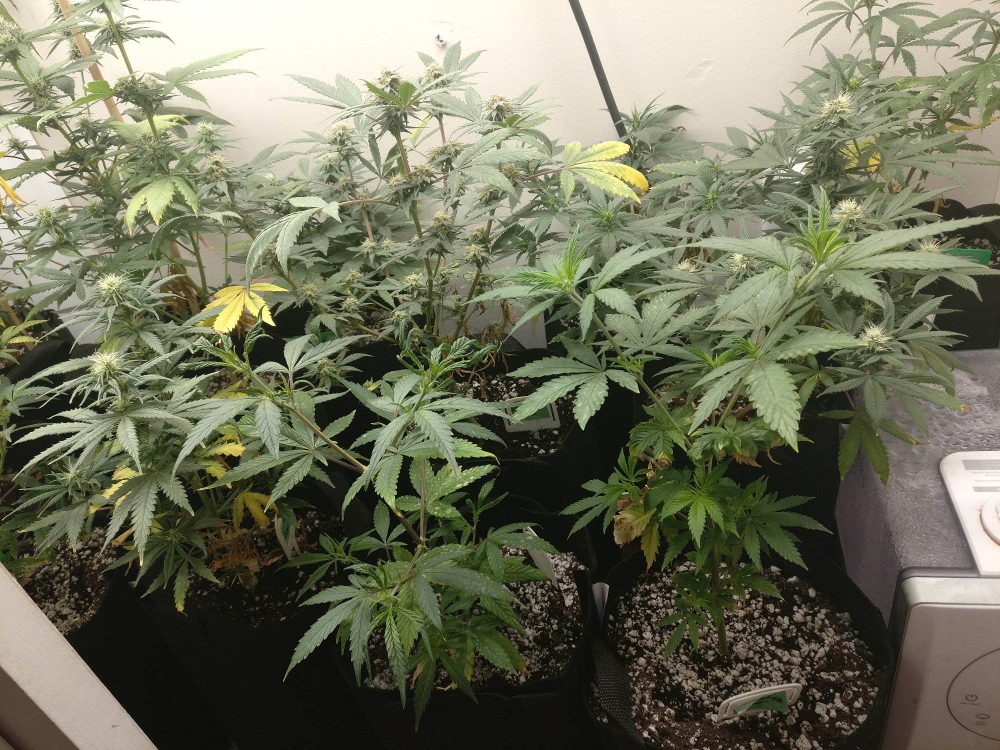 421rightflower