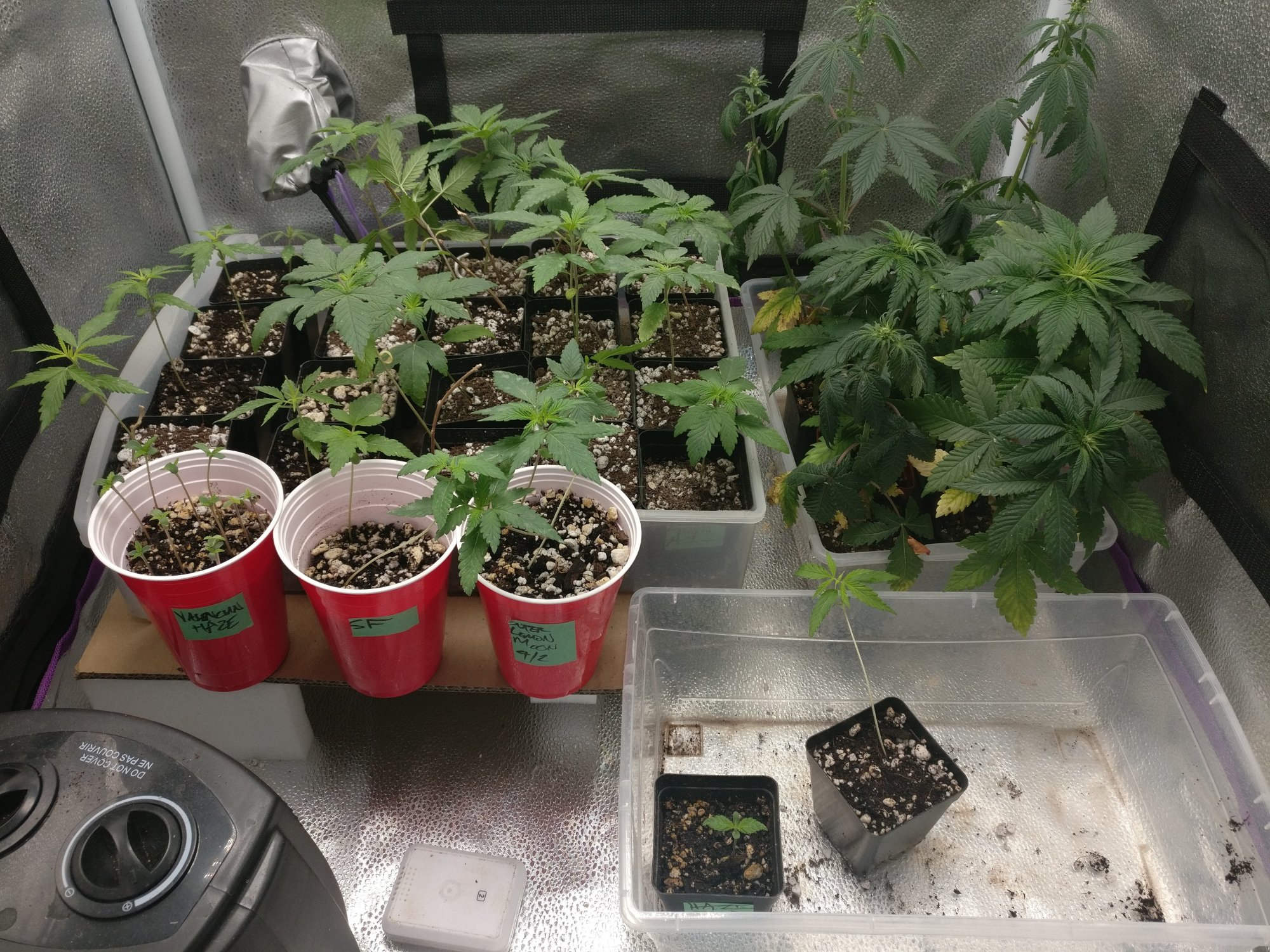 421tent