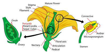 423px Mature flower diagram