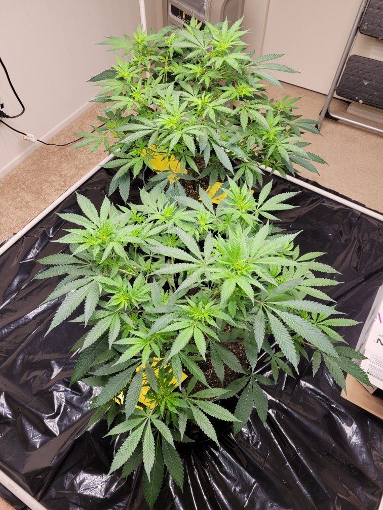 426 plants