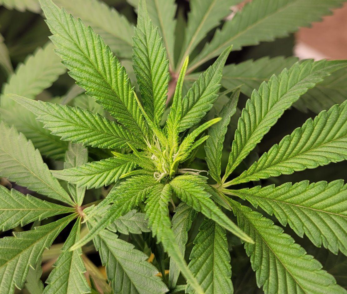428 flower2
