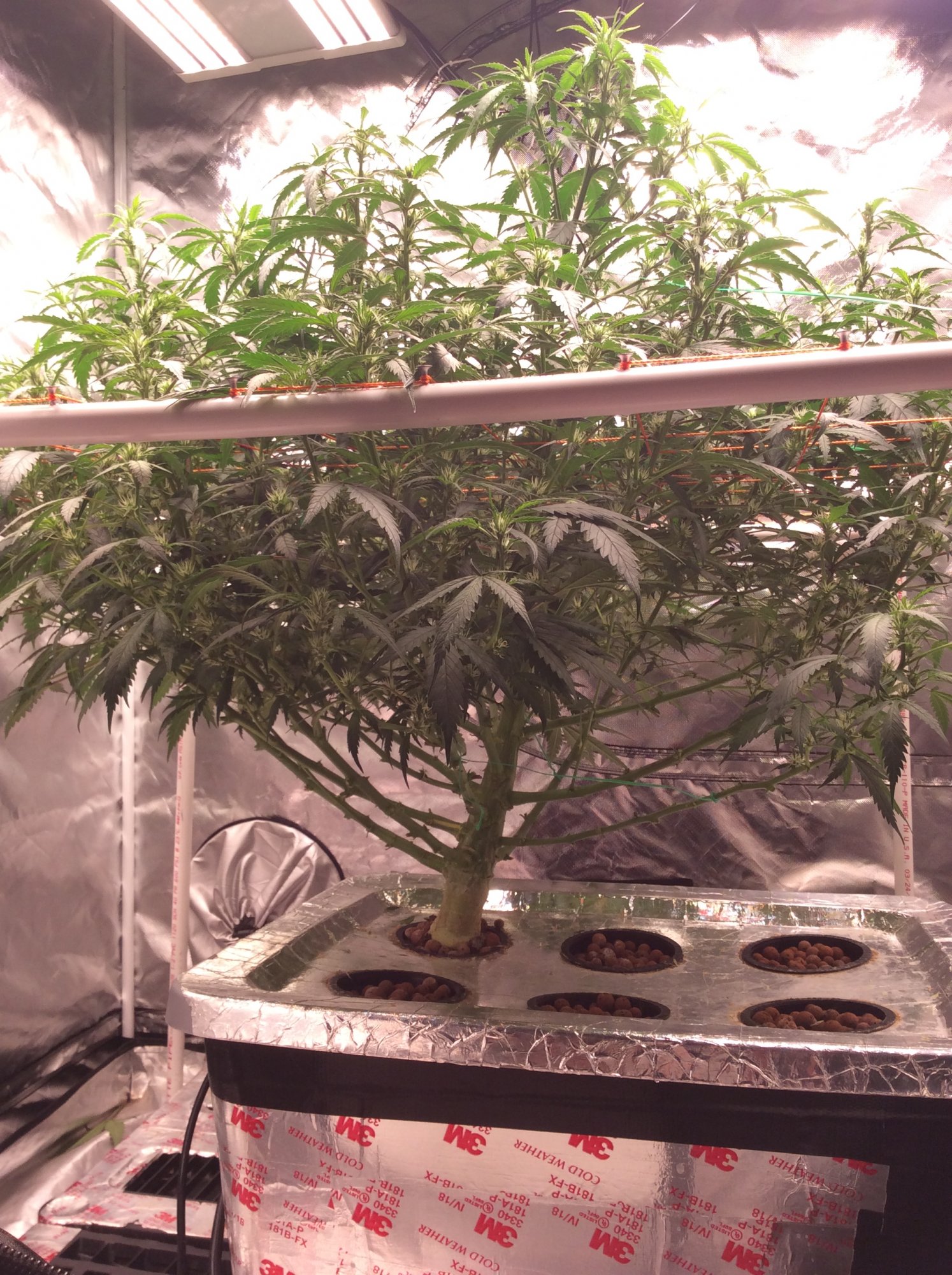 Two plants in one container? - THCFarmer