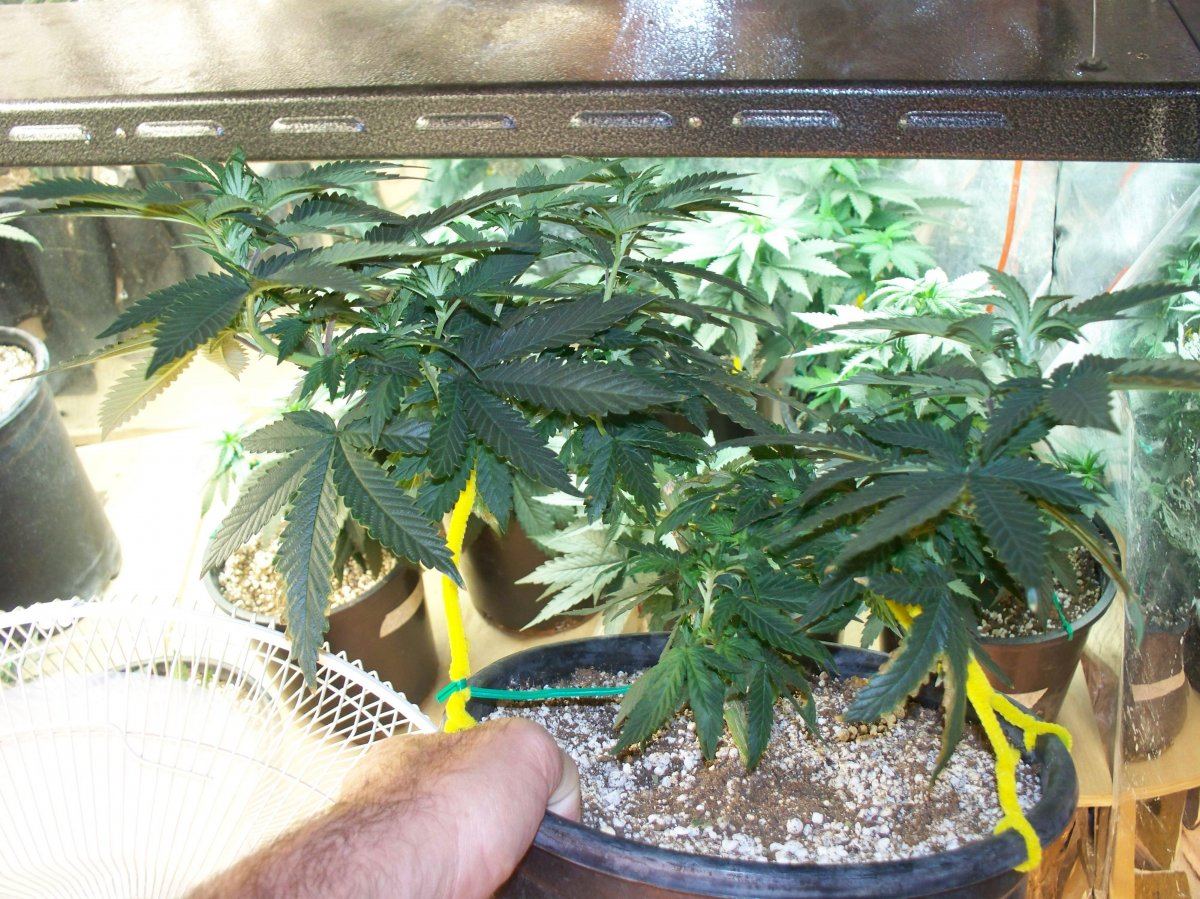 44 days old LST Bubba 004