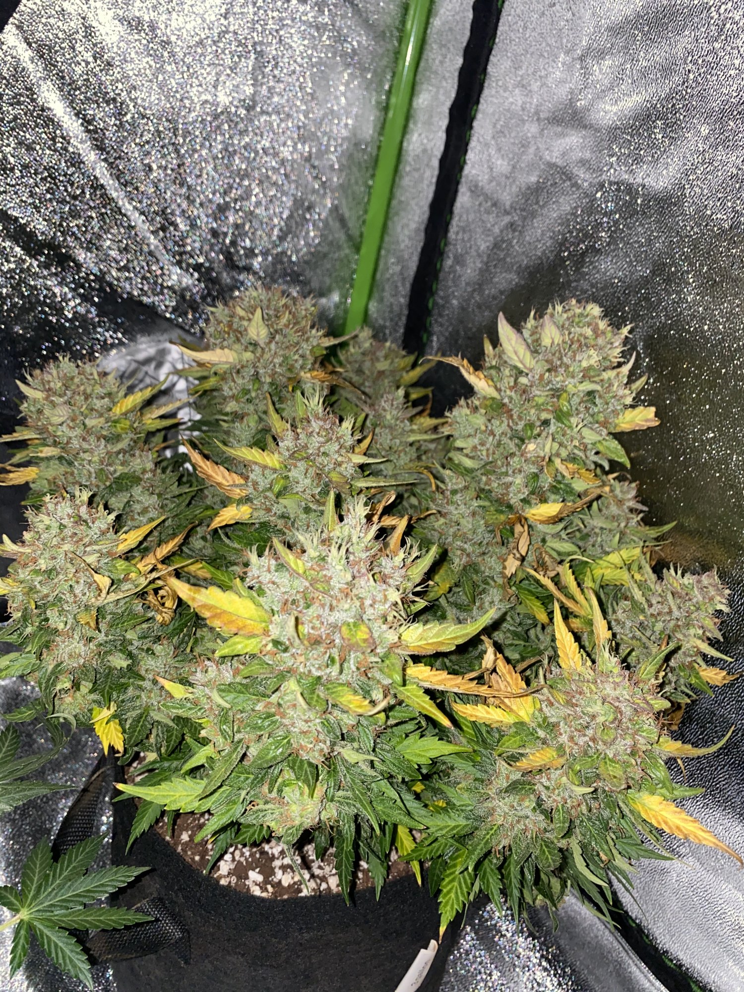 45DB42A5 8E20 47BD 8BD8 A67DC7067485