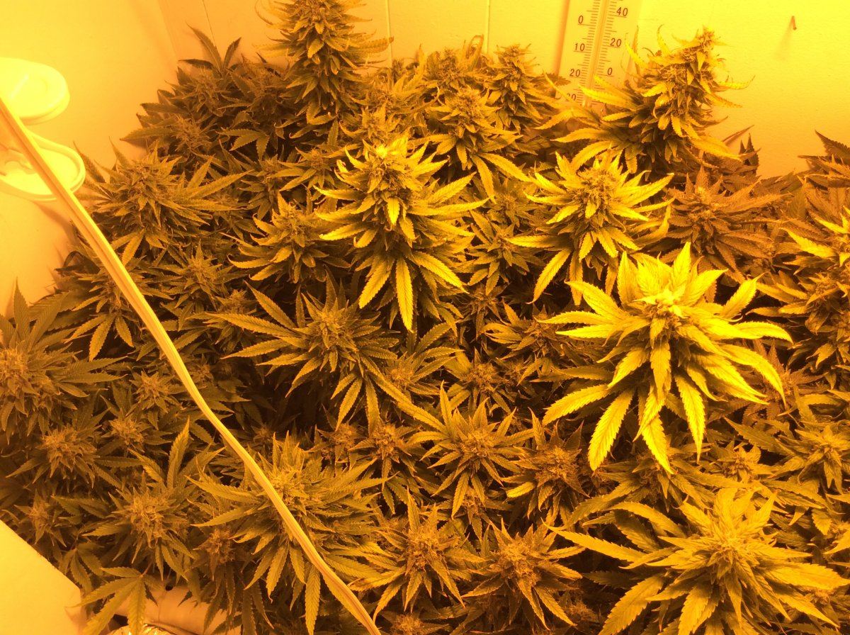 48 days of flower 1st timer addicted for life tips pics
