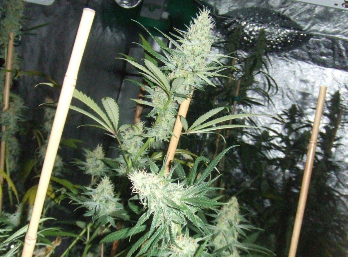 48dlsd