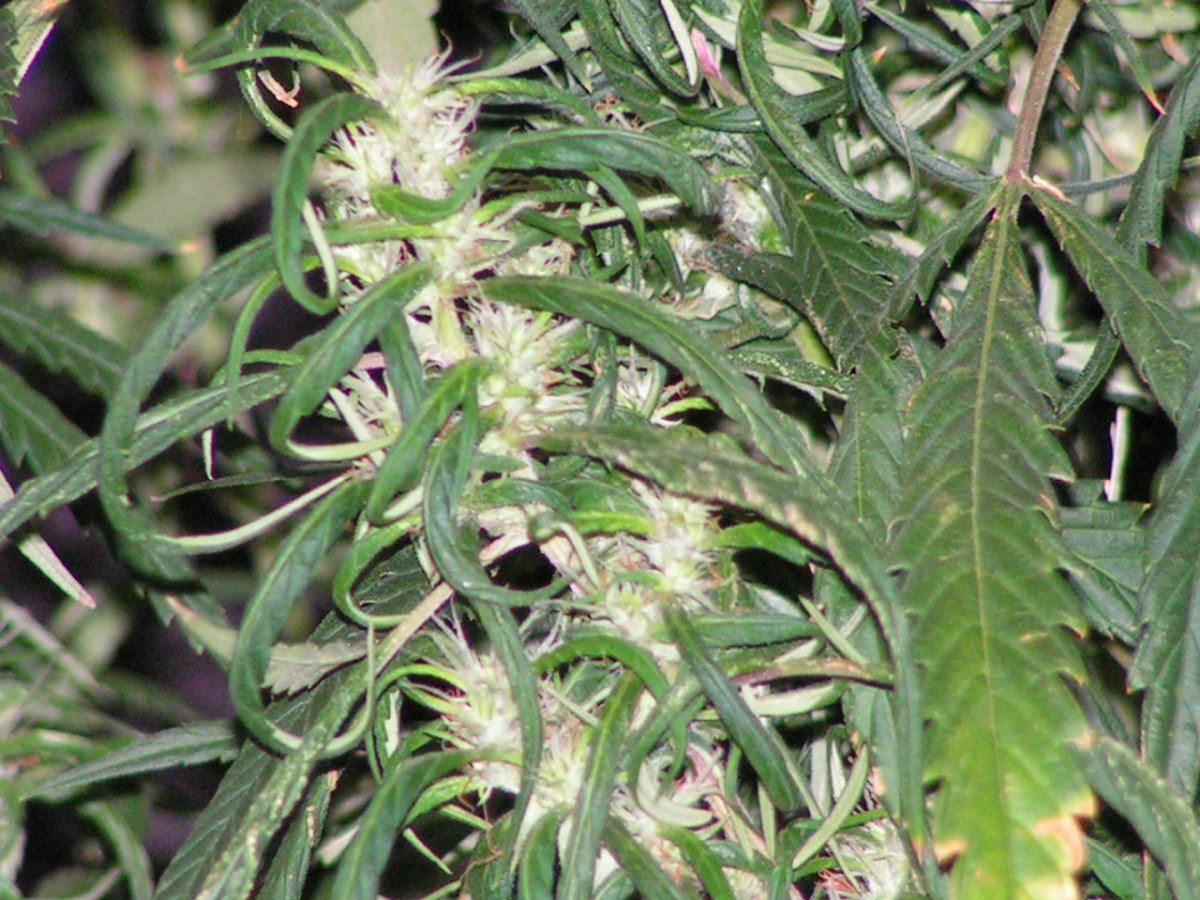 49
