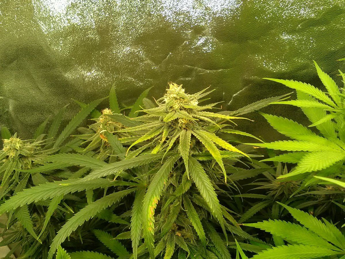 49F BlueWidowbud