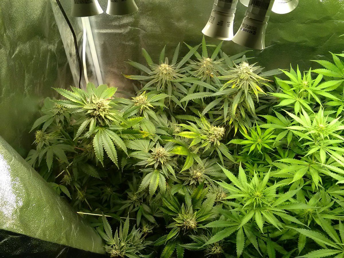 49F budshot