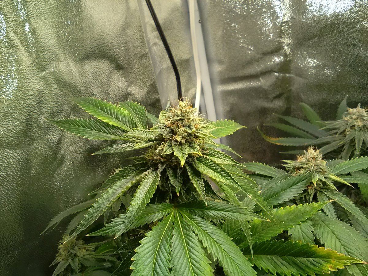 49F SourOGbud