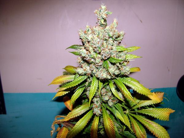 49NYCD changing color