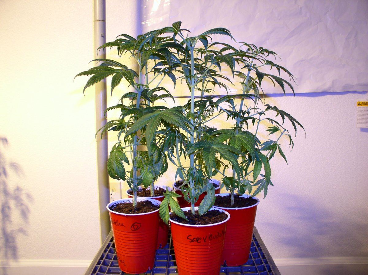 4a