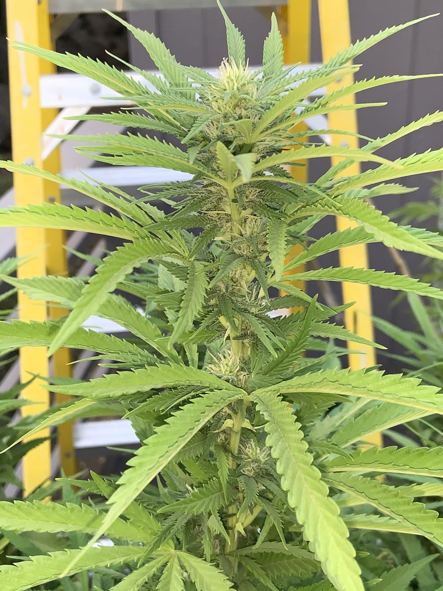 4C6D2253 F984 4512 8111 9877E6980237