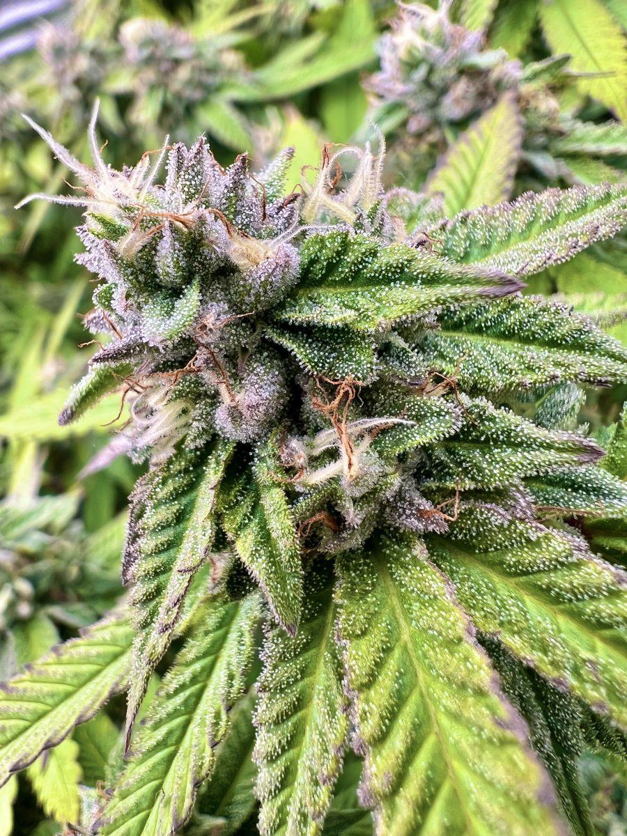 4C728C09 4DF7 4167 B3C9 5637922E3EDC