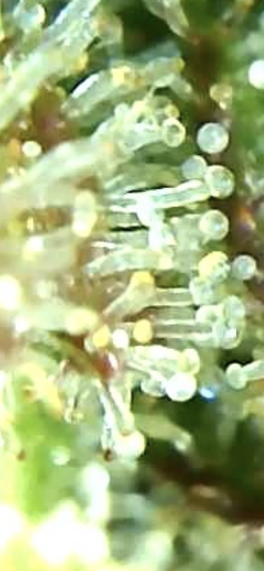 4D522C83 558F 4B7A AF82 36C8A01C37DC