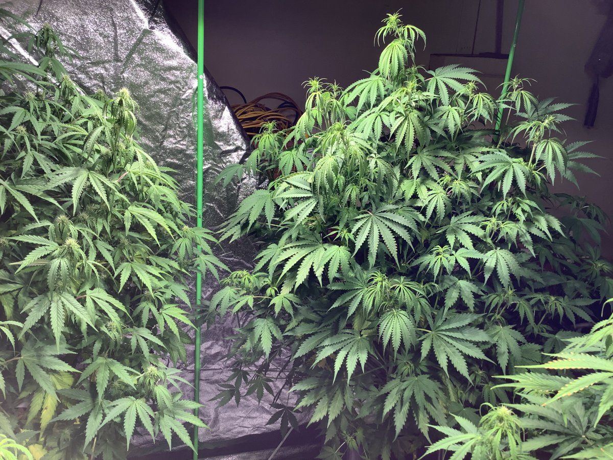 4ECD825F 48A2 4965 83DA C19FA84A150A
