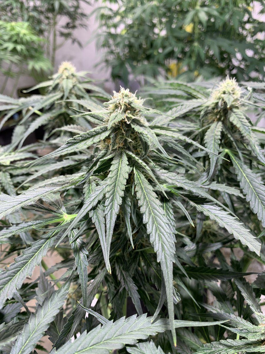 4F3AD82A 533E 448E 84D4 1CD4E7548614