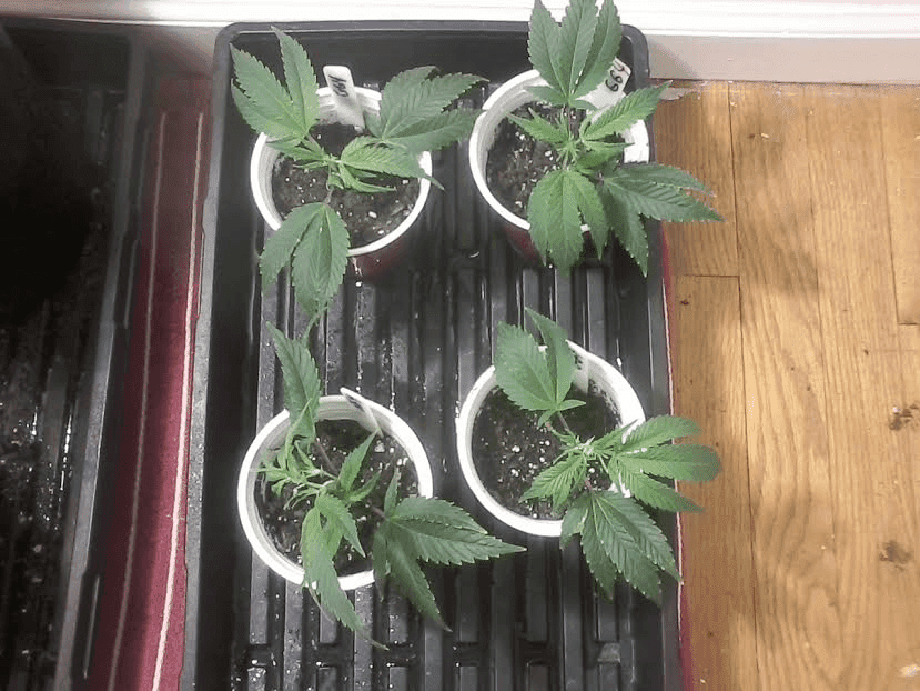 4GG41228newclones