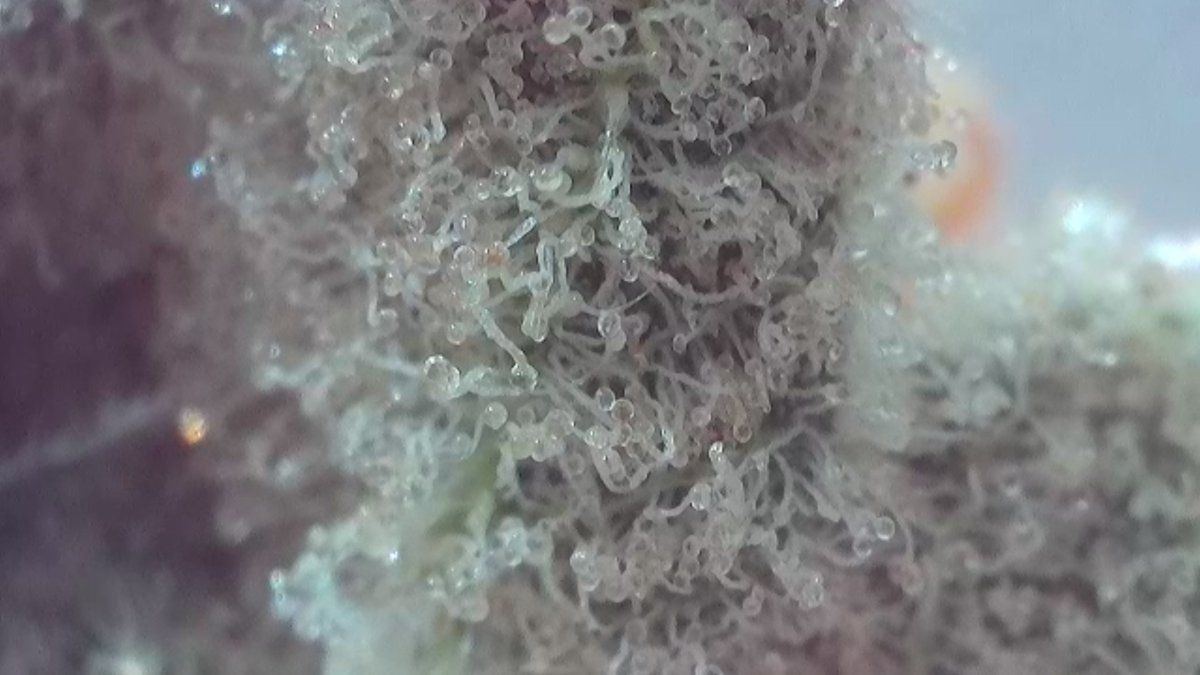 4k wifi microscope or nice trichome camera pictures need to check trichome ripeness or heaven 11