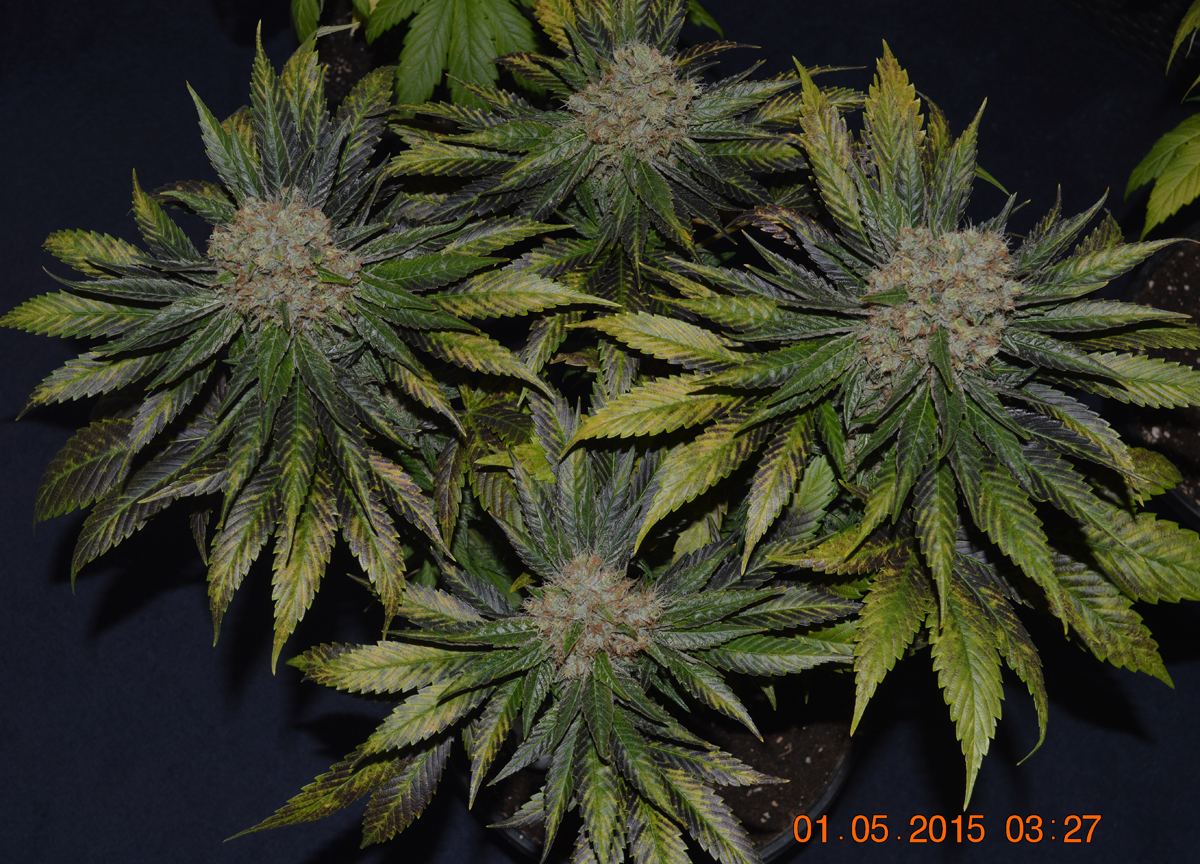 4purp