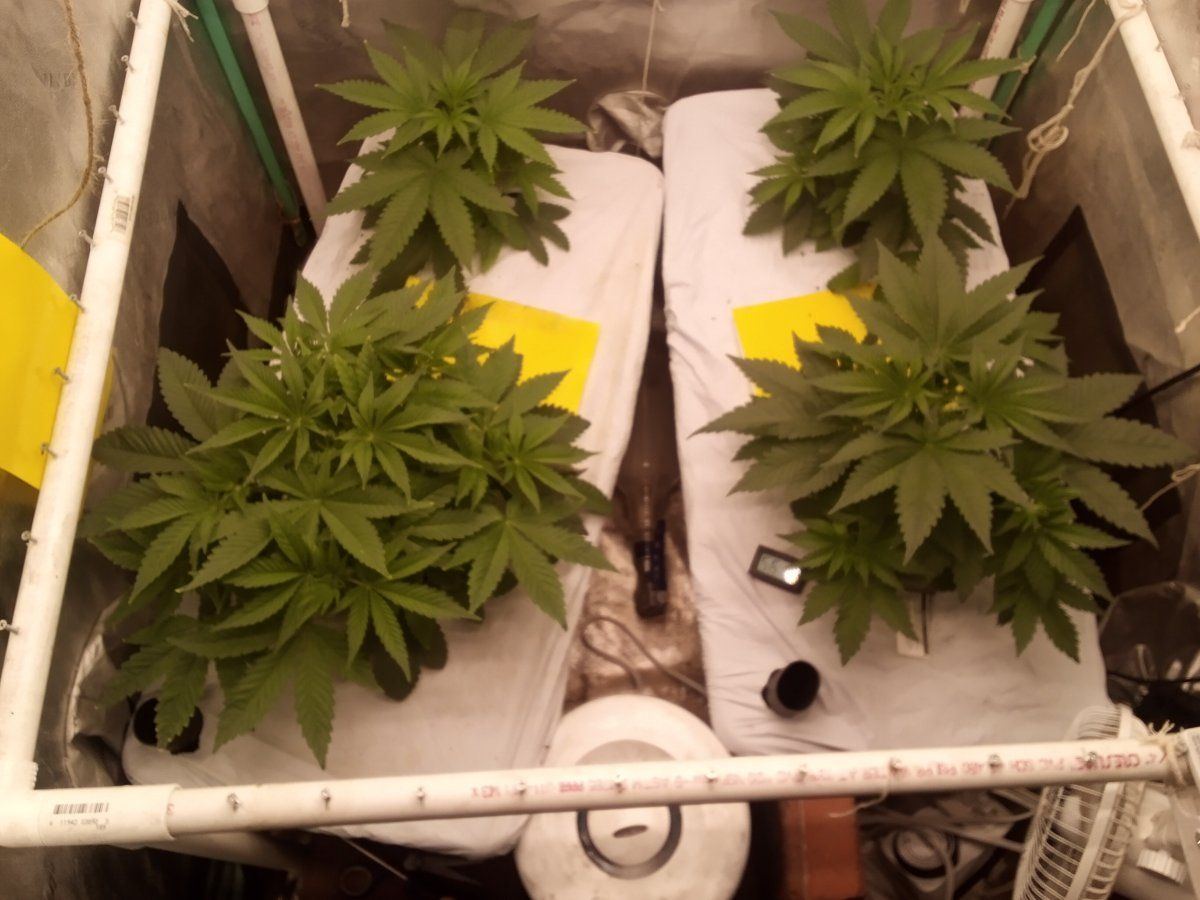 4th cycle in no till earthbox 3