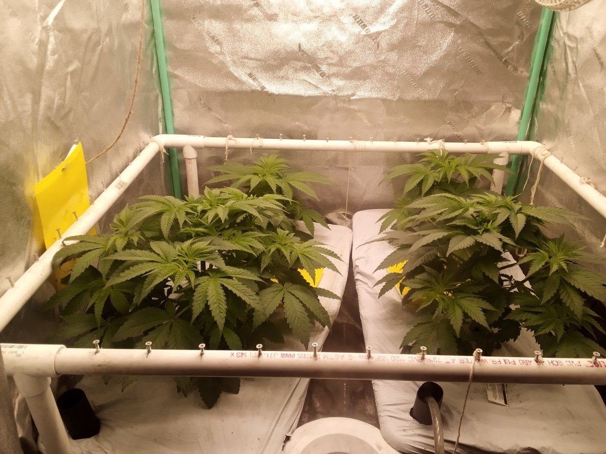 4th cycle in no till earthbox 4