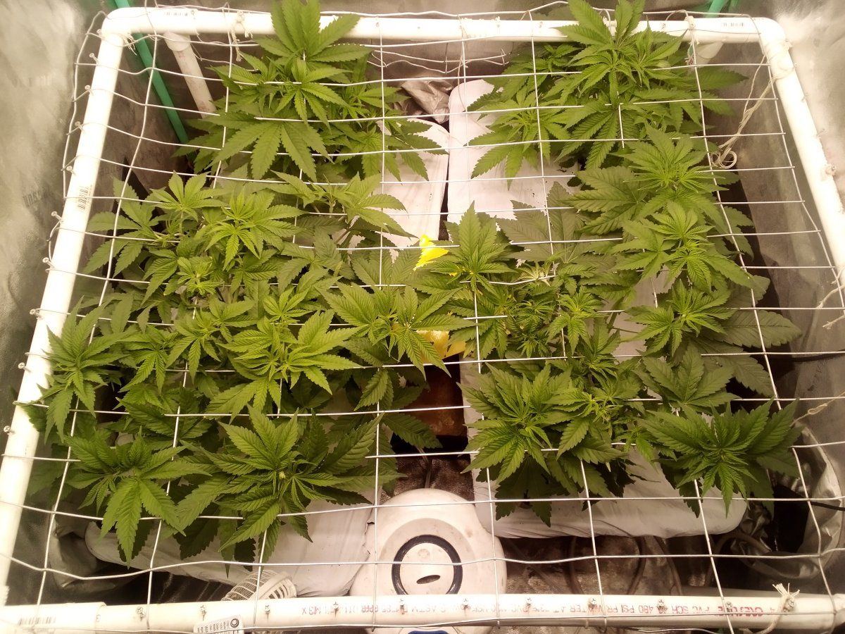 4th cycle in no till earthbox 5